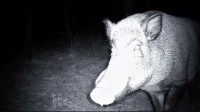 Yaban domuzunun fotokapanla savaşı: Söküp parçalamaya çalıştı
