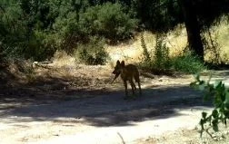 Yaban hayatı fotokapana yakalandı
