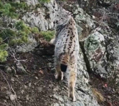 Yaban hayatında nadir g&ouml;r&uuml;nt&uuml;: Artvin&rsquo;de dağların zirvesinde gebe vaşak kamerada
