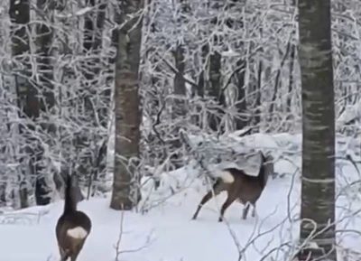 Yaban hayvanları i&ccedil;in dağa &ccedil;ıktı, iki geyikle karşılaştı
