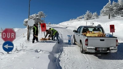 Yaban hayvanları i&ccedil;in ormana yem bıraktılar
