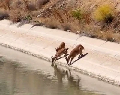 Yaban keçileri sulama kanalında su içerken görüntülendi
