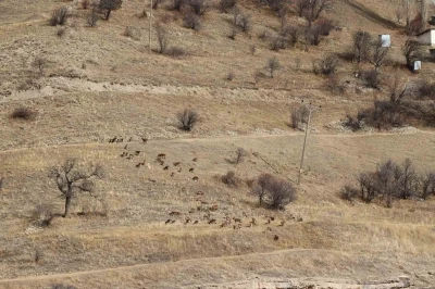 Yaban keçileri tek tek sayılıyor
