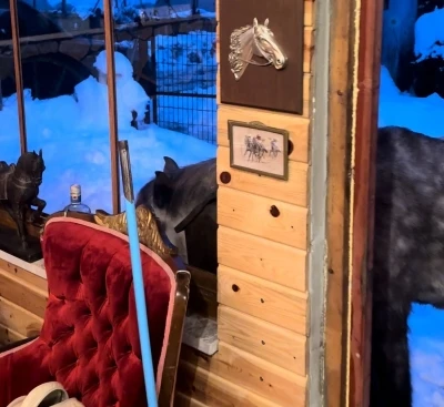 Yabani yılkı atları evine kadar geldi, ortaya samimi anlar &ccedil;ıktı: "Hoş geldiniz"
