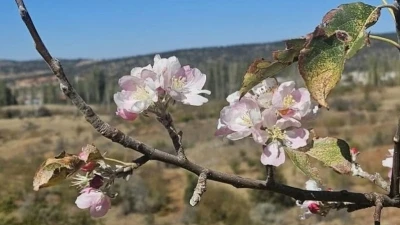 Yağış beklenirken Bozkır’da ağaçlar çiçek açtı
