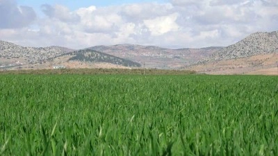 Yağışlar buğday &uuml;reticisinin y&uuml;z&uuml;n&uuml; g&uuml;ld&uuml;rd&uuml;