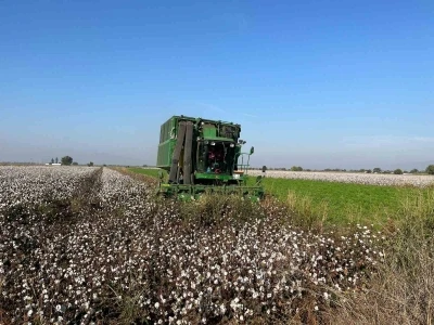 Yağışlar pamuğu etkiledi
