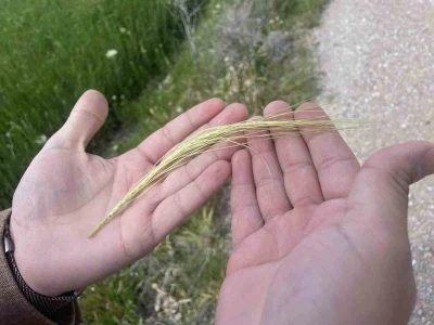 Yağışlarla rekolte beklentisi artarken, k&ouml;k hastalıkları uyarısı geldi
