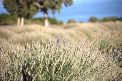 Yağmur suyuyla yetişiyor, yurt dışına ihracat ediliyor

