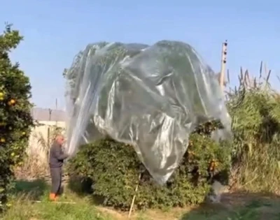 Yağmurda mandalinaya naylonlu koruma
