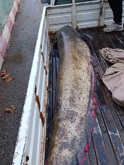 Yakalanan 65 kiloluk dev balık, görenleri şaşkına çevirdi
