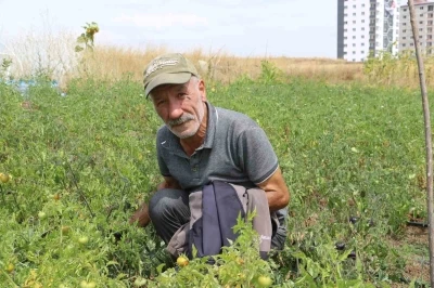 Yakalandığı hastalık, ata tohum m&uuml;cadelesine engel olmadı
