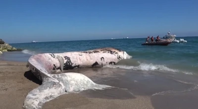 Yaklaşık 16 metre: 4 yıl önce gömülen ’Balina’nın iskeleti bilimsel kazıyla çıkarılacak
