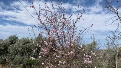 Yalancı bahar aldattı, badem ağa&ccedil;ları &ccedil;i&ccedil;ek a&ccedil;tı
