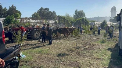 Yalova’da büyükbaş hayvanlar alevlerden son anda kurtarıldı
