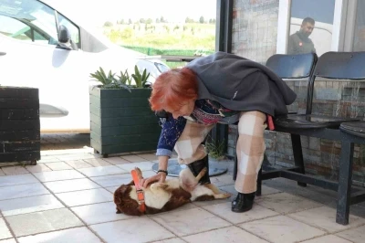 Yalova&rsquo;da Cevriye teyze can dostu ile duygulandıran buluşma
