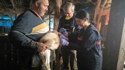 Yalova&rsquo;da hayvan sağlığına y&ouml;nelik &ccedil;alışmalar s&uuml;r&uuml;yor
