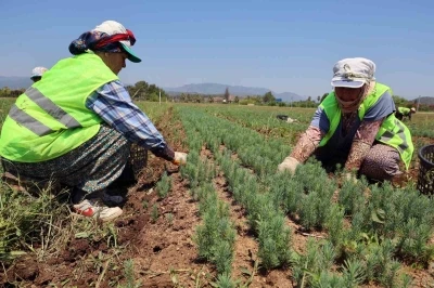 Yanan sahaların fidanları hazır
