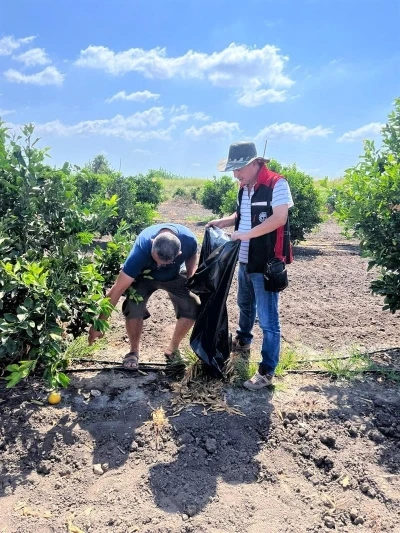Yanan turunçgillerin Akdeniz Meyve sineği üretmemesi için çalışma başlatıldı
