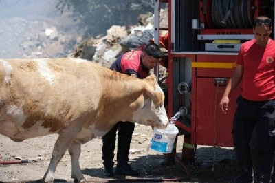 Yangın b&ouml;lgesinde susayan ineklere temiz can suyu
