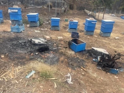 Yangın mağduru arıcılara Bursa Büyükşehirden kovan desteği
