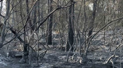Yangından kaçan karaca görüntüleri kameralara yansıdı
