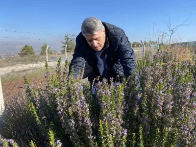 Yapılan 10 yıllık &ccedil;alışma sonucunda artık Eskişehir&rsquo;de biberiye &uuml;retilebiliyor
