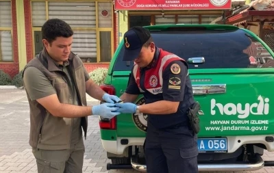 Yaralı arı kuşu koruma altına alındı
