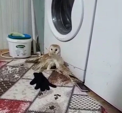 Yaralı baykuş tedavi altına alındı
