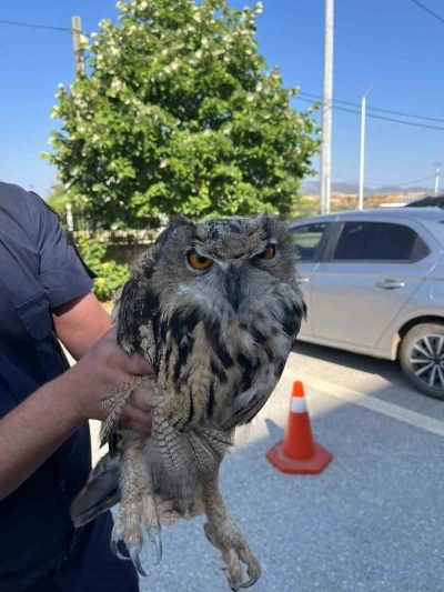 Yaralı bulunan baykuş koruma altına alındı
