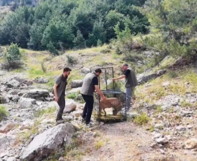 Yaralı dağ ke&ccedil;isi tedavisinin ardından doğaya bırakıldı
