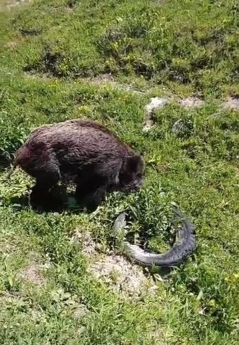 Yaralı domuz k&ouml;y yakınlarında g&ouml;r&uuml;nt&uuml;lendi

