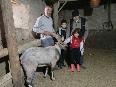 Yaralı halde buldukları dağ keçisine ‘Garip’ adını verdiler
