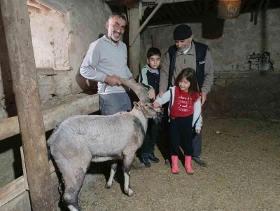 Yaralı halde bulunan dağ ke&ccedil;isi tedavisinin ardından doğaya salındı
