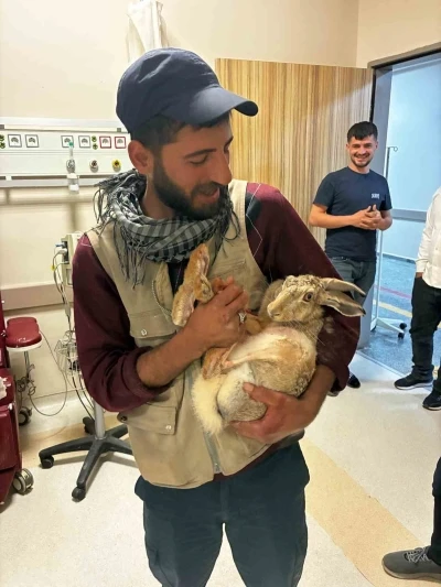 Yaralı hamile tavşan, devlet hastanesi bah&ccedil;esinde tedavi edildi
