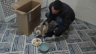 Yaralı kızıl şahini hayvanlara yem olması diye evine g&ouml;t&uuml;r&uuml;p ekiplere teslim etti
