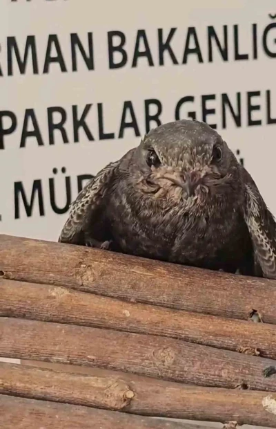 Yaralı kuşlar Doğa Koruma ve Milli Parklar ekipleri sayesinde hayata tutundu
