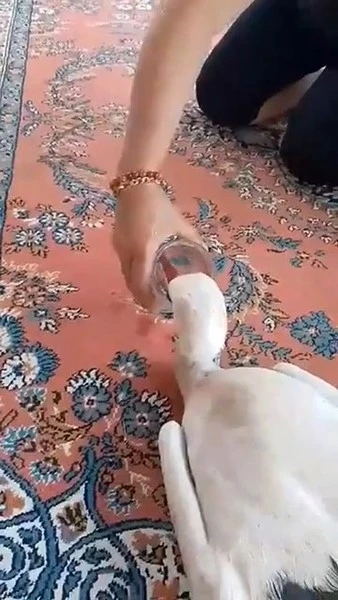 Yaralı leyleğe sahip &ccedil;ıktı
