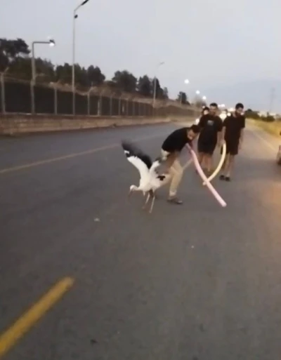 Yaralı leylek duyarlı vatandaşlarca kurtarıldı
