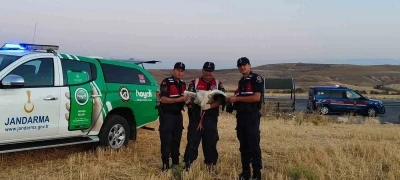 Yaralı leylek koruma altına alındı

