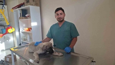 Yaralı sokak köpeğine belediye sahip çıktı
