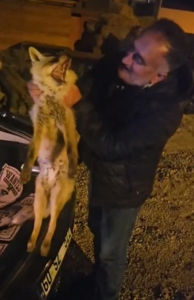 Yaralı tilki i&ccedil;in seferber oldu
