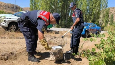 Yaralı tilki koruma altına alındı
