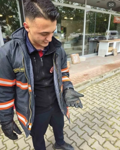 Yaralı yarasa koruma altına alındı
