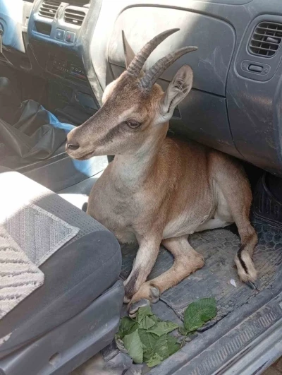 Yaralı yavru dağ keçisi tedavi altına alındı
