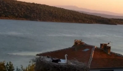 Yaren Leylek depremi önceden hissetti
