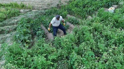 Yarım yüzyıllık ata tohumu domatesler köyleri şaşkına çevirdi
