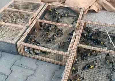 Yasadışı avcılığa 655 bin TL ceza: 80 saka kuşu ele geçirildi
