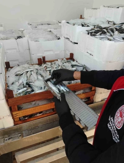 Yasal boy sınırlarının altında avlanılan lüfer ve istavritlere el konuldu
