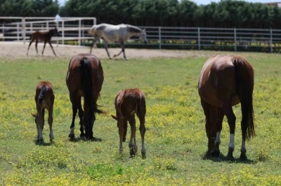 Yaşları küçük, değerleri milyon

